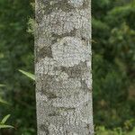 Dombeya pilosa Bark