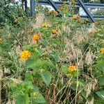 Lantana horrida Habit