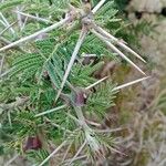 Vachellia drepanolobium Fulla