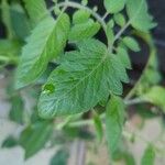 Solanum pimpinellifolium 叶