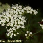 Cnidium silaifolium Flower