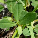 Lotus edulis Leaf