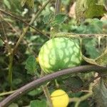 Solanum viarum Плід