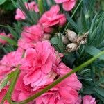 Dianthus caryophyllusFlower