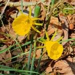 Narcissus bulbocodium Flor