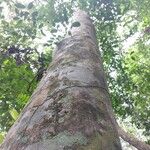 Dialium bipindense Rinde