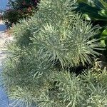 Argusia gnaphalodes Alkat (teljes növény)