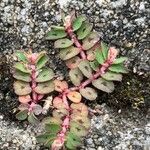 Euphorbia maculata Blad