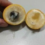 Pouteria caimito Fruit