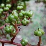 Saurauia yasicae Fruit