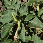 Datura wrightii Ліст