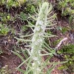 Oreocarya virgataFlower