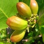 Chrysobalanus icaco Fruit