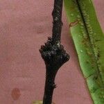 Oleandra costaricensis Coajă