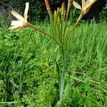 Ixia paniculata Hábito