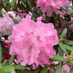 Rhododendron catawbiense Kvet