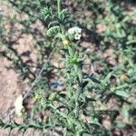 Heliotropium bacciferum Flower