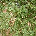 Maerua crassifolia Hoja