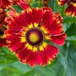 Helenium autumnale Květ