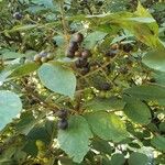 Vitex polygama Leaf