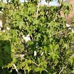 Liquidambar formosanaपत्ता