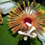 Passiflora pittieri Квітка