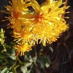 Solidago virgaurea Floare