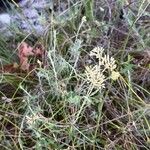 Helichrysum italicumFlower