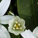 Ornithogalum baeticum