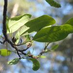 Magnolia decidua Levél