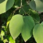 Bauhinia acuminata Blatt