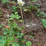 Moneses uniflora Habit