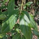 Piper arboreum Leaf