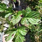 Rubus saxatilis Folla