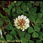 Trifolium occidentale Altul/Alta