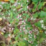 Symphyotrichum lateriflorum 花