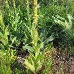 Verbascum densiflorum Foglia