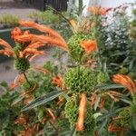 Leonotis leonurus برگ