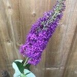 Buddleja davidiiFlower