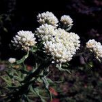 Anaphalis contorta Flower