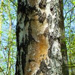 Betula pubescens 樹皮