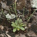 Arnoseris minima 整株植物