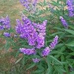 Buddleja davidii Flower