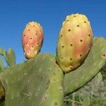 Opuntia maxima Fruct