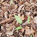 Erythronium americanum Leaf