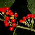 Witheringia coccoloboides Fruit