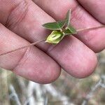 Macrotyloma axillare Flower