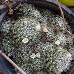 Echinocereus viridiflorus ഇല