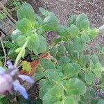 Coleus caninus Leaf