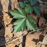 Cardamine angustata Leaf